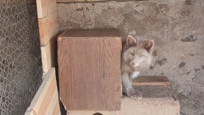 "Це дуже активна тварина, вона вам рознесе всю квартиру": вінничанка взяла додому під опіку п'ятьох лисиць "Це дуже активна тварина, вона вам рознесе всю квартиру": вінничанка взяла додому під опіку п'ятьох лисиць