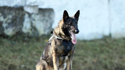 Поліцейська вівчарка Арчі