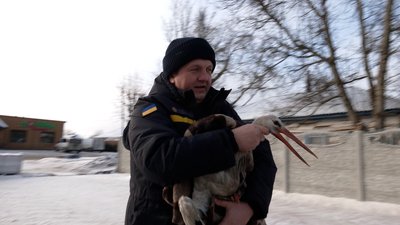 Ринок, пожежна частина, зоопарк – як рятували лелеку ДСНС-ники Чернігівщини Ринок, пожежна частина, зоопарк – як рятували лелеку ДСНС-ники Чернігівщини