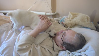 У хоспісі на Донеччені зьявились цуценята, для "ємоційної" допомоги хворим