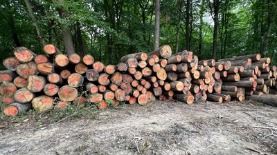 Директору нацпарку Цуманська Пуща оголосили підозру через незаконну рубку дерев