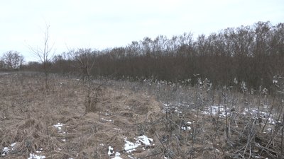 Кількість корів у приватних домогосподарствах Черкащини за 2022 рік зменшилася на дві тисячі: в чому причина Кількість корів у приватних домогосподарствах Черкащини за 2022 рік зменшилася на дві тисячі: в чому причина