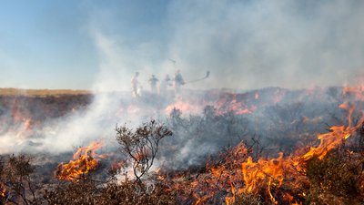 Горять торфовища на Чернігівщині: горіло 55 гектарів торфу, за добу загасили — два