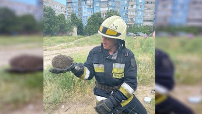 У Дніпрі надзвичайники врятували їжака, який застряг у трубі