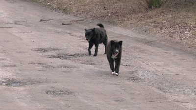 безпритульні псяки безпритульні псяки