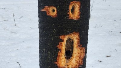 цікаві факти про пташок, дупло в дереві, жовна чорна