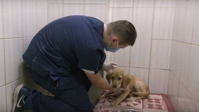 Побиття собаки у Харкові: поліція відкрила кримінальне провадження