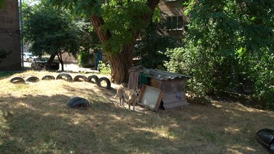 Допомога тваринам у спеку: поради кропивницької ветеринарки Допомога тваринам у спеку: поради кропивницької ветеринарки