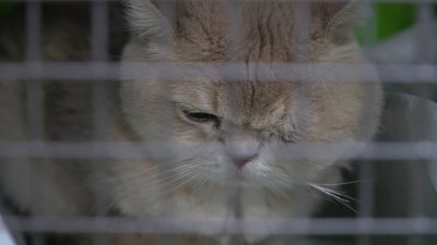 "Тварини дуже бояться, що ти їх покинеш": запоріжанка прихистила у себе понад 30 чотирилапих з прифронтових територій "Тварини дуже бояться, що ти їх покинеш": запоріжанка прихистила у себе понад 30 чотирилапих з прифронтових територій
