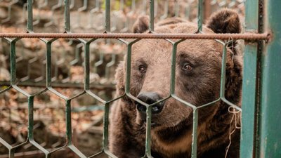Майже 20 років у клітці. У притулок "Домажир" на Львівщині привезли нового ведмедя