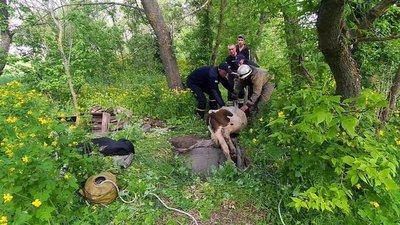 На Дніпропетровщині надзвичайникам довелося рятувати бика, який впав у льох