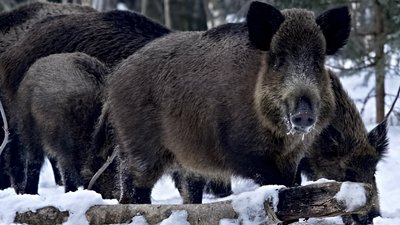Дикі кабани