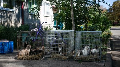 Евакуація тварин з Добропілля у Донецькій області