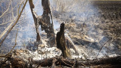 На Тернопільщині горів орнітологічний заказник