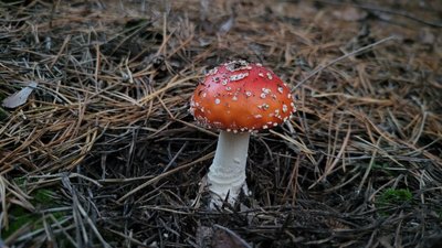 Мухомор червоний