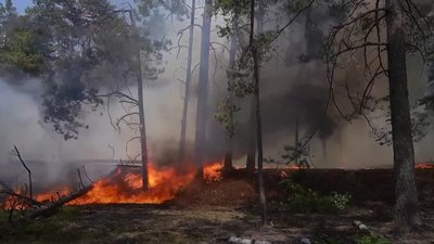 Пожежа у зоні відчуження: радіаційний фон на Чернігівщині залишається в межах норми