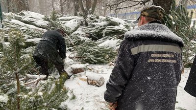 Столична екоінспекція проводить рейд по ялинкових ярмарках Столична екоінспекція проводить рейд по ялинкових ярмарках