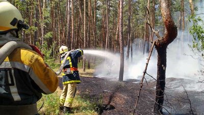 На Дніпропетровщині рятувальники загасили займання у лісництві