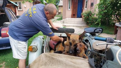 Возить до лісу та на річку: черкащанин катає своїх собак на машині та мотоциклі