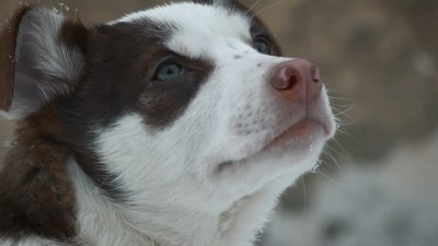 "У твої добрі руки": як на Харківщині шукають родини для безпритульних тварин