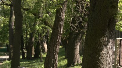 Каштани у парку Шевченка в Чернівцях