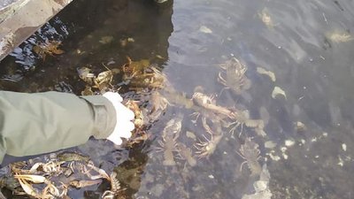 Інспектори франківського рибпатруля позбавили браконьєрів заробітку Інспектори франківського рибпатруля позбавили браконьєрів заробітку