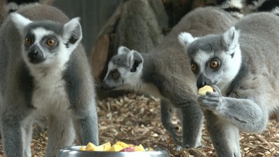зоопарк живе своїм життям зоопарк живе своїм життям