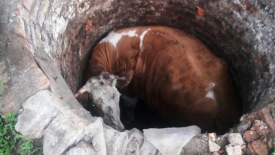 На Черкащині витягли з колодязя корову