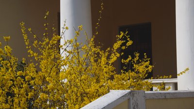 В Одеському ботсаду зацвіли перші сакури. ФОТО, ВІДЕО В Одеському ботсаду зацвіли перші сакури. ФОТО, ВІДЕО
