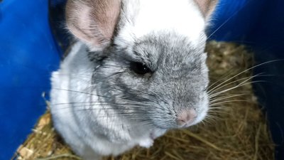 Працівники Одеського зоопарку доглядають за майже 600 домашніми тваринами