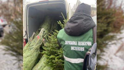 Житомирські екологи виписали шість тисяч гривень штрафів за незаконне зрубування та продаж ялинок