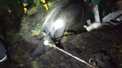 На Львівщині рятувальники витягнули корову з меліоративного каналу