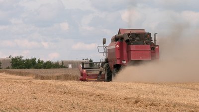 Збирають пшеницю, об’їжджаючи воронки від снарядів: як проходять жнива на Чернігівщині