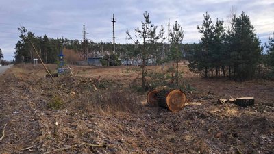 Збитки на суму понад 800 тисяч: у громаді на Житомирщині незаконно зрізали тополі Збитки на суму понад 800 тисяч: у громаді на Житомирщині незаконно зрізали тополі
