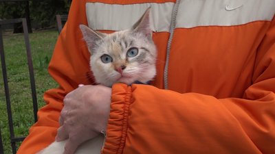 На Житомирщині зооволонтери допомагають покинутим через війну тваринам На Житомирщині зооволонтери допомагають покинутим через війну тваринам