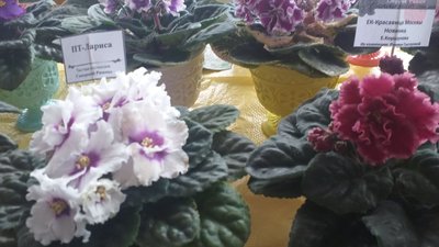 Виставка фіалок відкрилася в Ужгороді