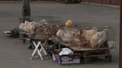 Кури не винні: у Рівному ринок живої птиці "переселять" на сільгоспринок Кури не винні: у Рівному ринок живої птиці "переселять" на сільгоспринок
