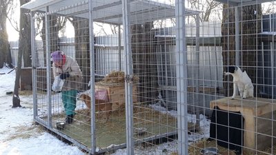 У Новому в притулку для тварин замерзли труби водопостачання. Тваринам бракує води У Новому в притулку для тварин замерзли труби водопостачання. Тваринам бракує води
