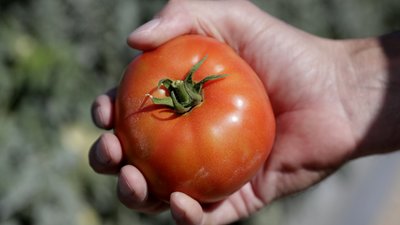 В Японії вперше дозволили продаж генномодифікованих помідорів