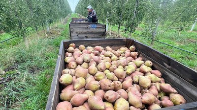 Урожай грушок 2025 на Вінниччині