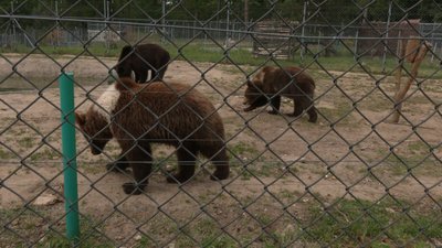 Ведмеді у притулку "Домажир" Ведмеді у притулку "Домажир"