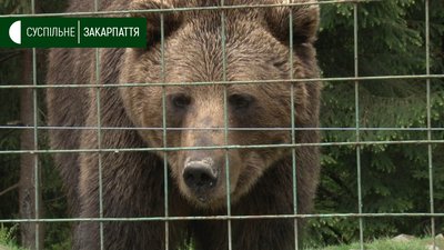 Ведмеді нацпарку “Синевир” Ведмеді нацпарку “Синевир”