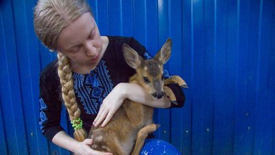 На Запоріжжі з-під обстрілів урятували маленьку косулю На Запоріжжі з-під обстрілів урятували маленьку косулю