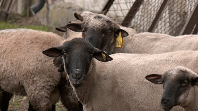 Дотація від держави для тих, хто тримає корів та овець: як волинянам її отримати — фермер Вячеслав Зінкевич Дотація від держави для тих, хто тримає корів та овець: як волинянам її отримати — фермер Вячеслав Зінкевич