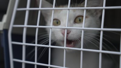 сказ у кота