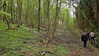 Обстеження території біля Волиці, де вирубували дерева Обстеження території біля Волиці, де вирубували дерева