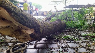 В Ужгороді на літній майданчик кафе впала гілка з дерева: що із відвідувачами В Ужгороді на літній майданчик кафе впала гілка з дерева: що із відвідувачами