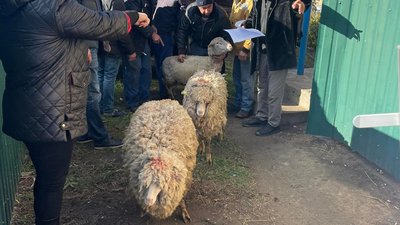 На Одещині роздали 240 овець