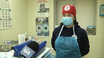 У Житомирі розпочали безкоштовну вакцинацію та стерилізацію вуличних кішок У Житомирі розпочали безкоштовну вакцинацію та стерилізацію вуличних кішок