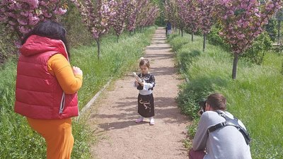 У ботанічному саду Одеси заквітли сакури